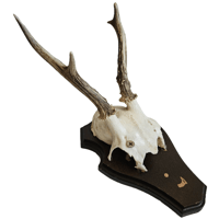 Image 1 of Vintage Wood Shield Roe Deer Antlers - F
