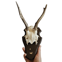 Image 2 of Vintage Wood Shield Roe Deer Antlers - F
