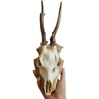 Image 2 of Vintage Wood Shield Roe Deer Antlers - G