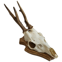 Image 1 of Vintage Wood Shield Roe Deer Antlers - G