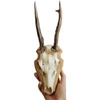 Image 2 of Vintage Wood Shield Roe Deer Antlers - H