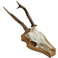 Image 1 of Vintage Wood Shield Roe Deer Antlers - H
