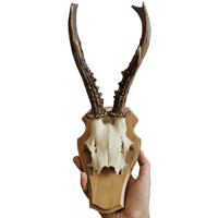 Image 2 of Vintage Wood Shield Roe Deer Antlers - I