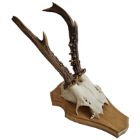 Image 1 of Vintage Wood Shield Roe Deer Antlers - I