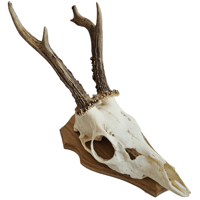 Image 1 of Vintage Wood Shield Roe Deer Antlers - J