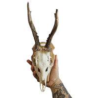 Image 2 of Vintage Wood Shield Roe Deer Antlers - J