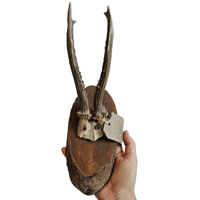 Image 2 of Vintage Rustic Wood Roe Deer Antlers - C