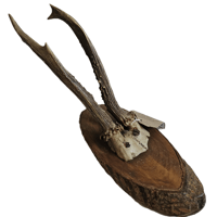 Image 1 of Vintage Rustic Wood Roe Deer Antlers - C