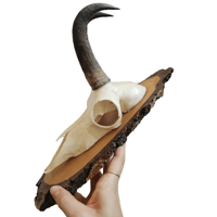 Image 2 of Vintage Woodslice Chamois Goat Horns - B