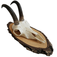 Image 1 of Vintage Woodslice Chamois Goat Horns - B