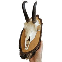 Image 3 of Vintage Woodslice Chamois Goat Horns - B