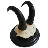 Image 1 of Vintage 1930's Wood Mount Chamois Goat Horns - A