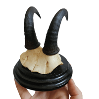 Image 2 of Vintage 1930's Wood Mount Chamois Goat Horns - A