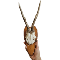 Image 2 of Vintage 1950-60's Wood Shield Roe Deer Antlers - A