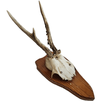 Image 1 of Vintage 1950-60's Wood Shield Roe Deer Antlers - A