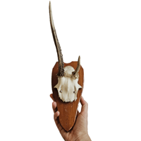Image 2 of Vintage 1950-60's Wood Shield Roe Deer Antlers - B