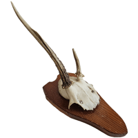 Image 1 of Vintage 1950-60's Wood Shield Roe Deer Antlers - B