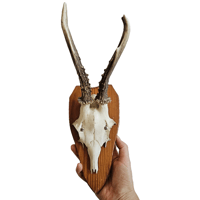 Image 2 of Vintage 1950-60's Wood Shield Roe Deer Antlers - C