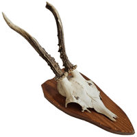 Image 1 of Vintage 1950-60's Wood Shield Roe Deer Antlers - C