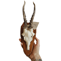 Image 2 of Vintage 1950-60's Wood Shield Roe Deer Antlers - D
