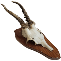 Image 1 of Vintage 1950-60's Wood Shield Roe Deer Antlers - D