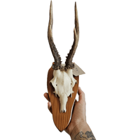 Image 2 of Vintage 1950-60's Wood Shield Roe Deer Antlers - E