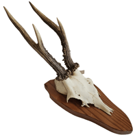 Image 1 of Vintage 1950-60's Wood Shield Roe Deer Antlers - E