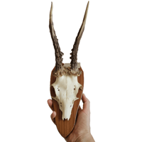 Image 2 of Vintage 1950-60's Wood Shield Roe Deer Antlers - F