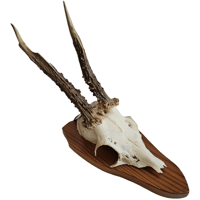Image 1 of Vintage 1950-60's Wood Shield Roe Deer Antlers - F