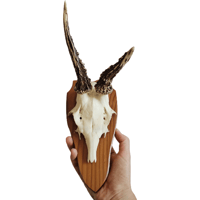 Image 2 of Vintage 1950-60's Wood Shield Roe Deer Antlers - G