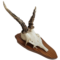 Image 1 of Vintage 1950-60's Wood Shield Roe Deer Antlers - G