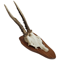 Image 1 of Vintage 1950-60's Wood Shield Roe Deer Antlers - H