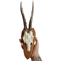 Image 2 of Vintage 1950-60's Wood Shield Roe Deer Antlers - H