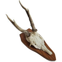 Image 1 of Vintage 1950-60's Wood Shield Roe Deer Antlers - I