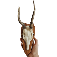 Image 2 of Vintage 1950-60's Wood Shield Roe Deer Antlers - I