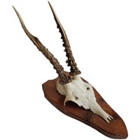 Image 1 of Vintage 1950-60's Wood Shield Roe Deer Antlers - J