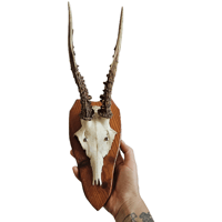 Image 2 of Vintage 1950-60's Wood Shield Roe Deer Antlers - J