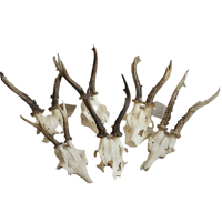 Image 2 of Medium Roe Deer Skullcap - Lucky Dip