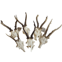 Image 1 of Medium Roe Deer Skullcap - Lucky Dip
