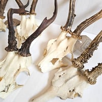 Image 4 of Medium Roe Deer Skullcap - Lucky Dip