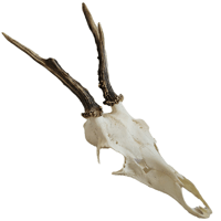 Image 1 of Medium Roe Deer Skull