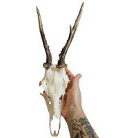 Image 2 of Medium Roe Deer Skull