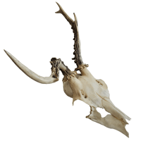 Image 1 of Abnormal Roe Deer Skull