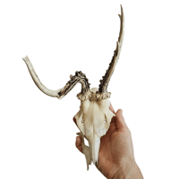Image 2 of Abnormal Roe Deer Skull