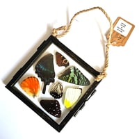 Image 1 of Butterfly & Moth Wing Hanging Small I