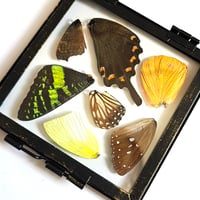 Image 3 of Butterfly & Moth Wing Hanging Small I