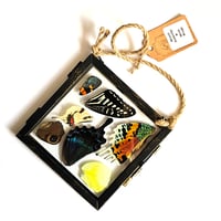 Image 1 of Butterfly & Moth Wing Hanging Small II