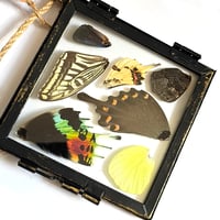 Image 2 of Butterfly & Moth Wing Hanging Small II