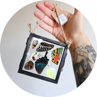 Image 3 of Butterfly & Moth Wing Hanging Small II