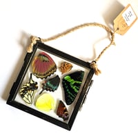 Image 1 of Butterfly & Moth Wing Hanging Small III